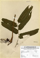 藏品(腸蕨)的圖片